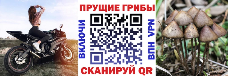 darknet Telegram мега маркетплейс Богучар Псилоцибиновые грибы мухоморы